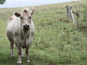 2012-12-09-52 Milo (c) Jason Grossman.jpg